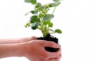 Engagement d&rsquo;Anna Golisciano, coordinatrice